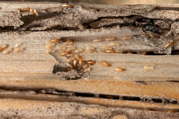 Pest Control for Restaurants in Star, NC